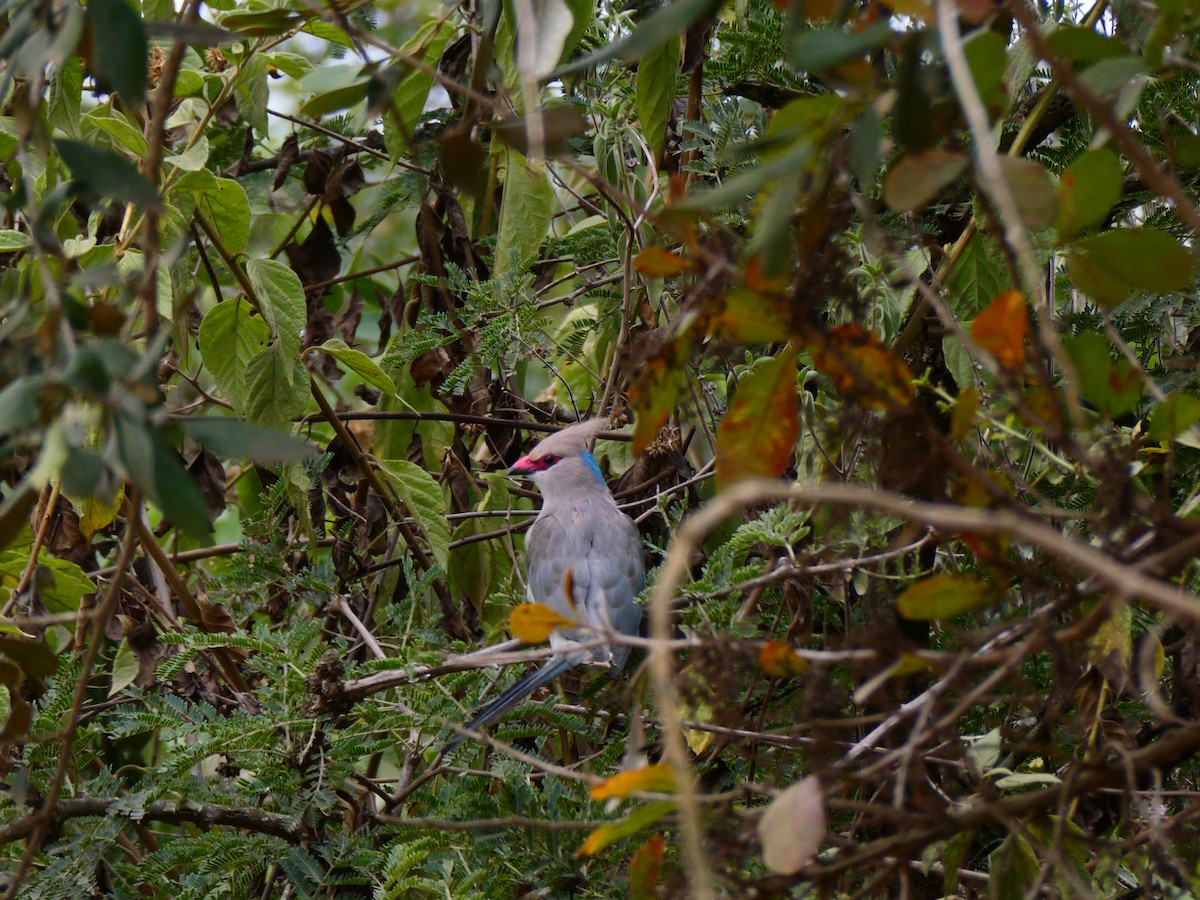 Blue-naped Mousebird - ML642848181