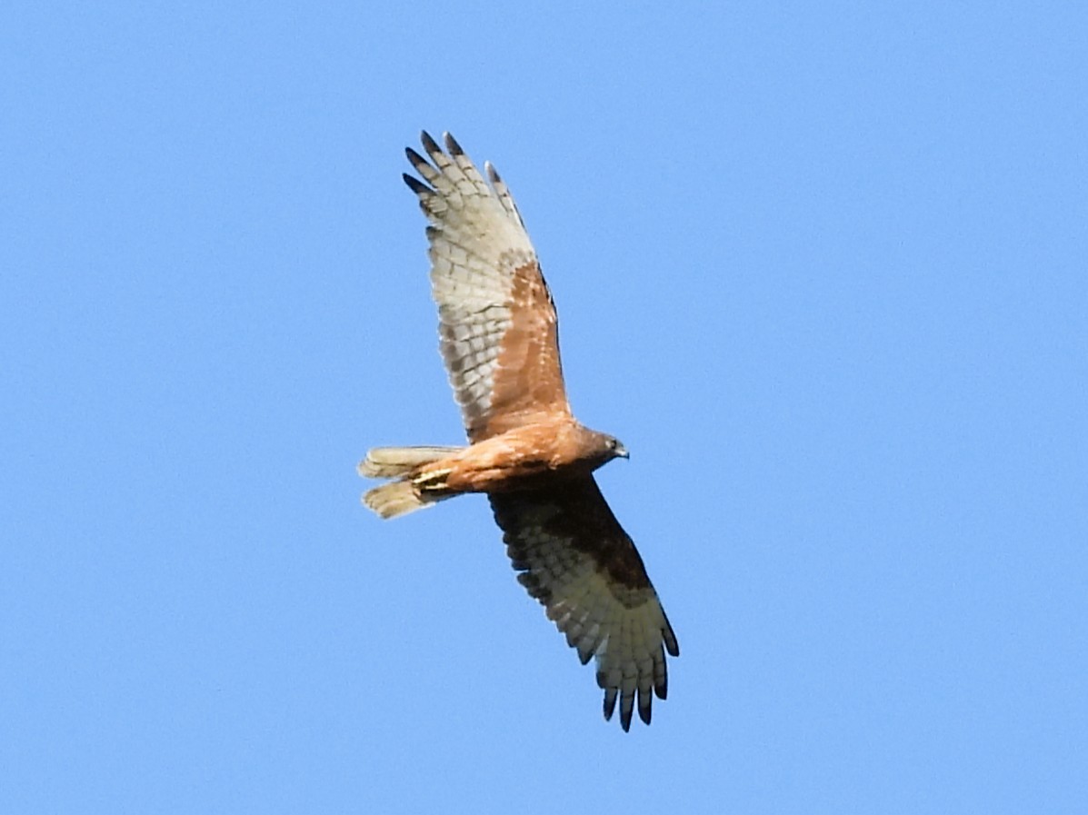 Swamp Harrier - ML642848185