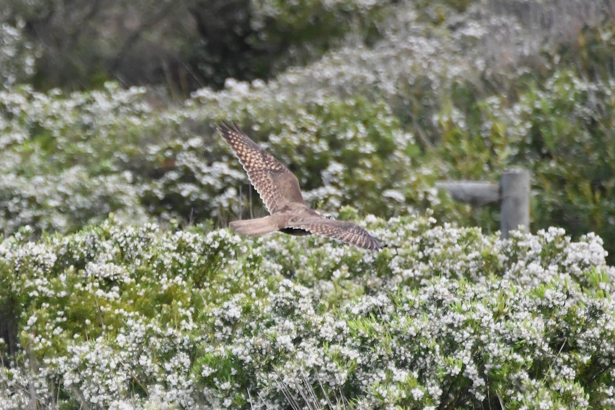Brown Falcon - ML642848187