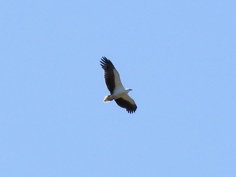 White-bellied Sea-Eagle - ML642848188