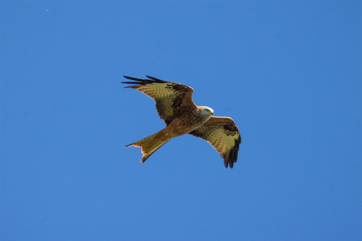 Red Kite (Red) - ML642848192
