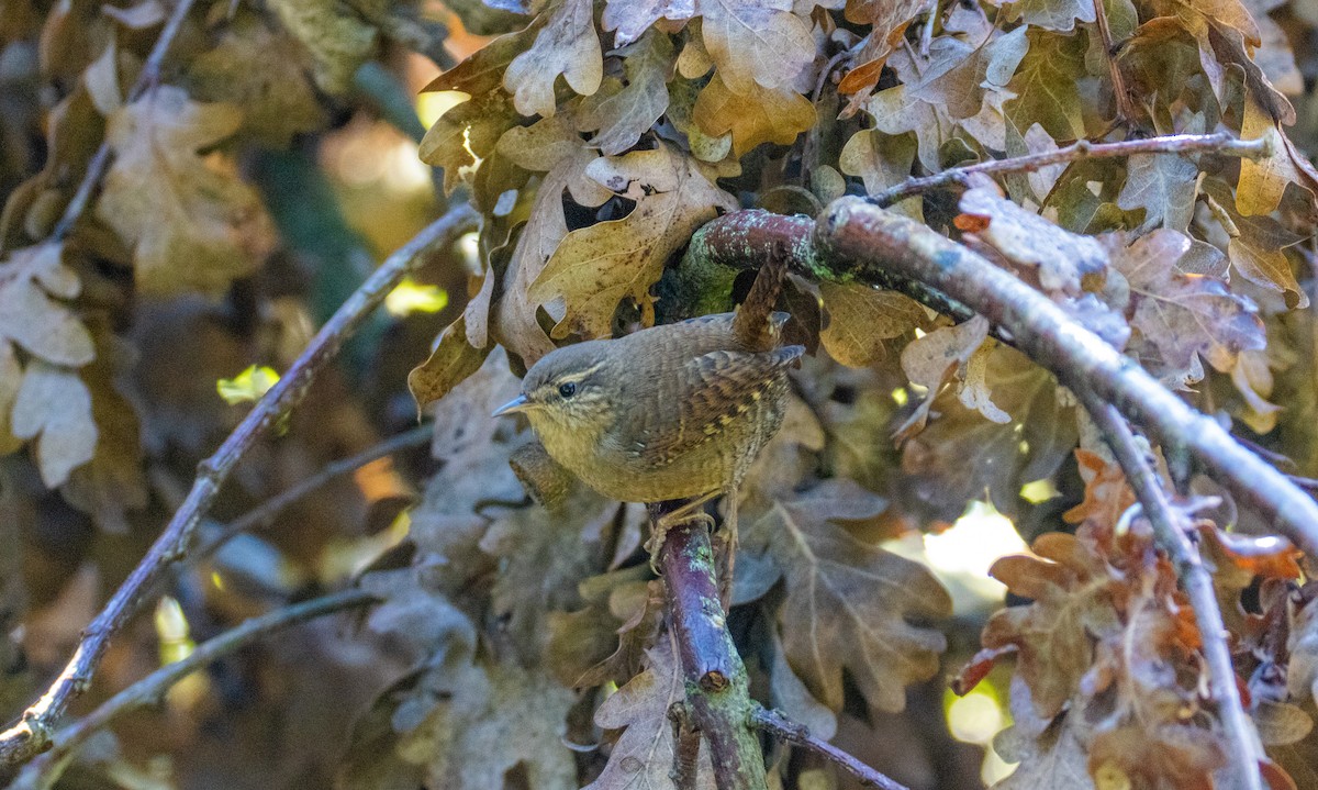 Eurasian Wren (Eurasian) - ML642848194