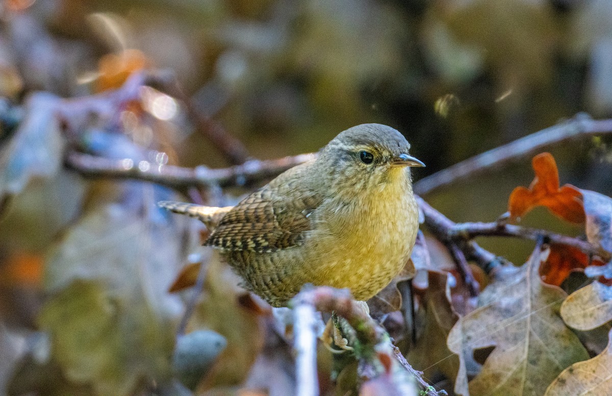 Eurasian Wren (Eurasian) - ML642848195
