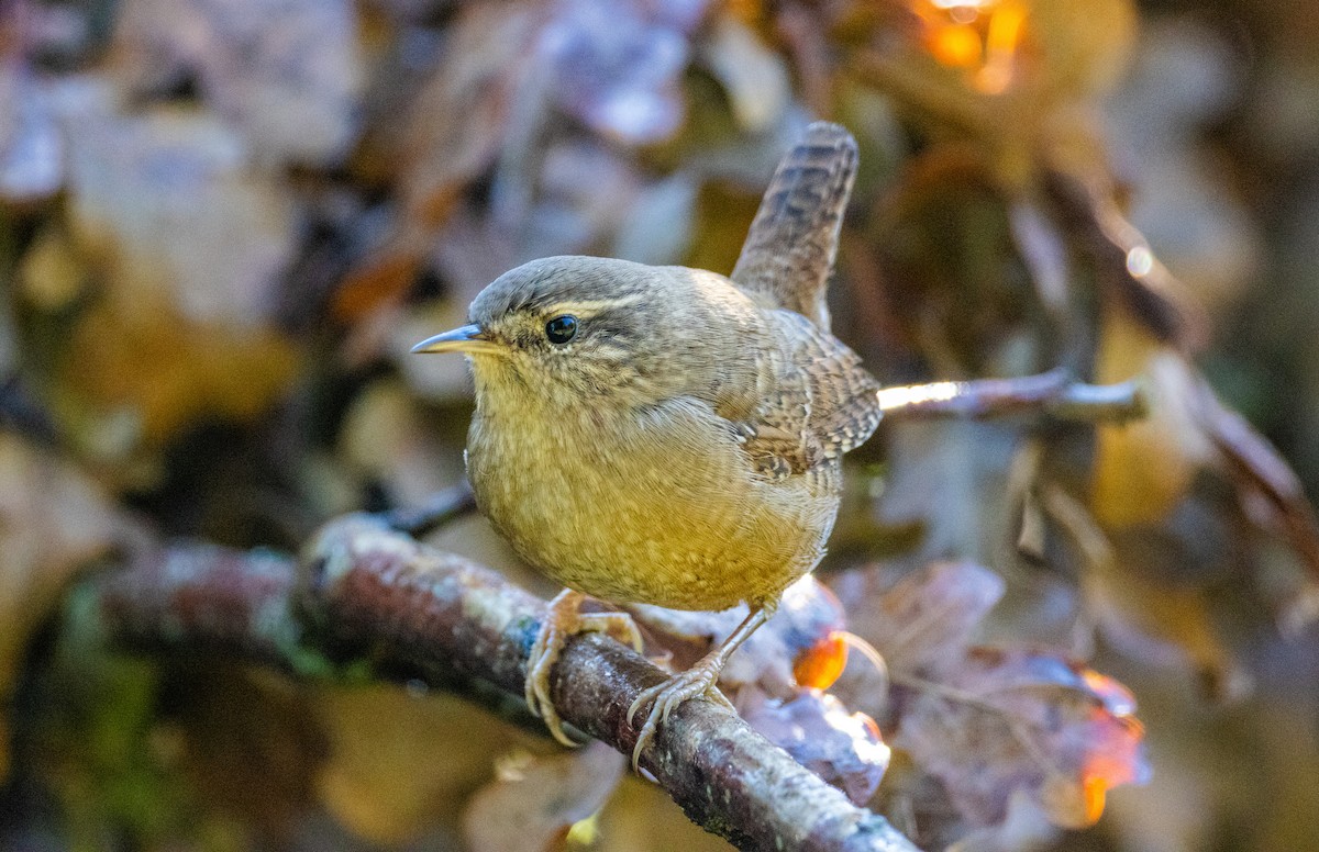 Eurasian Wren (Eurasian) - ML642848196