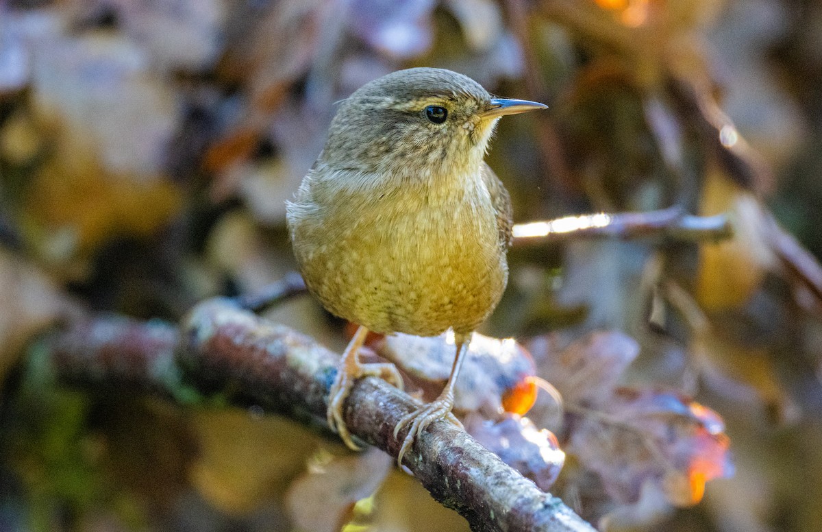 Eurasian Wren (Eurasian) - ML642848197