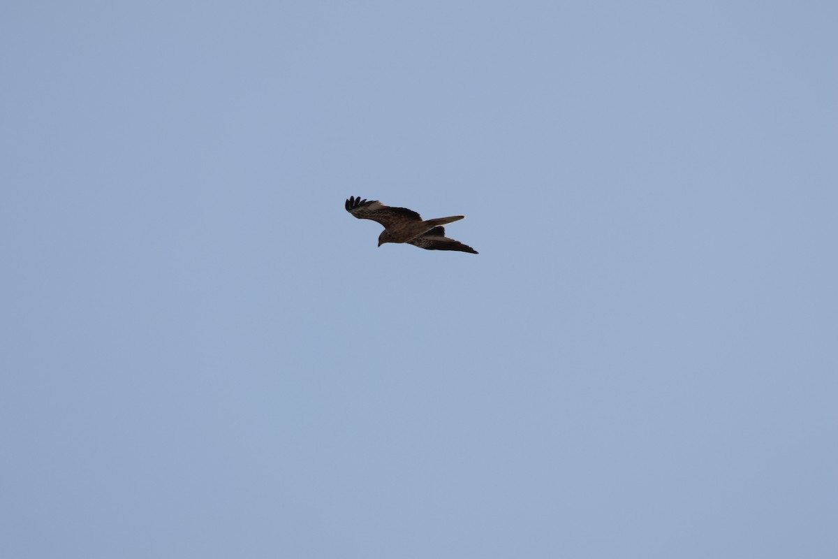 Whistling Kite - ML642848198