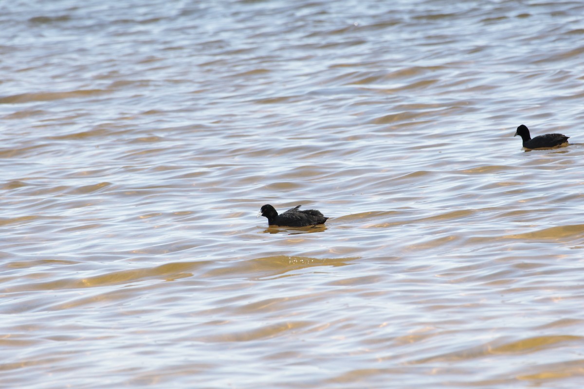 Eurasian Coot - ML642848200