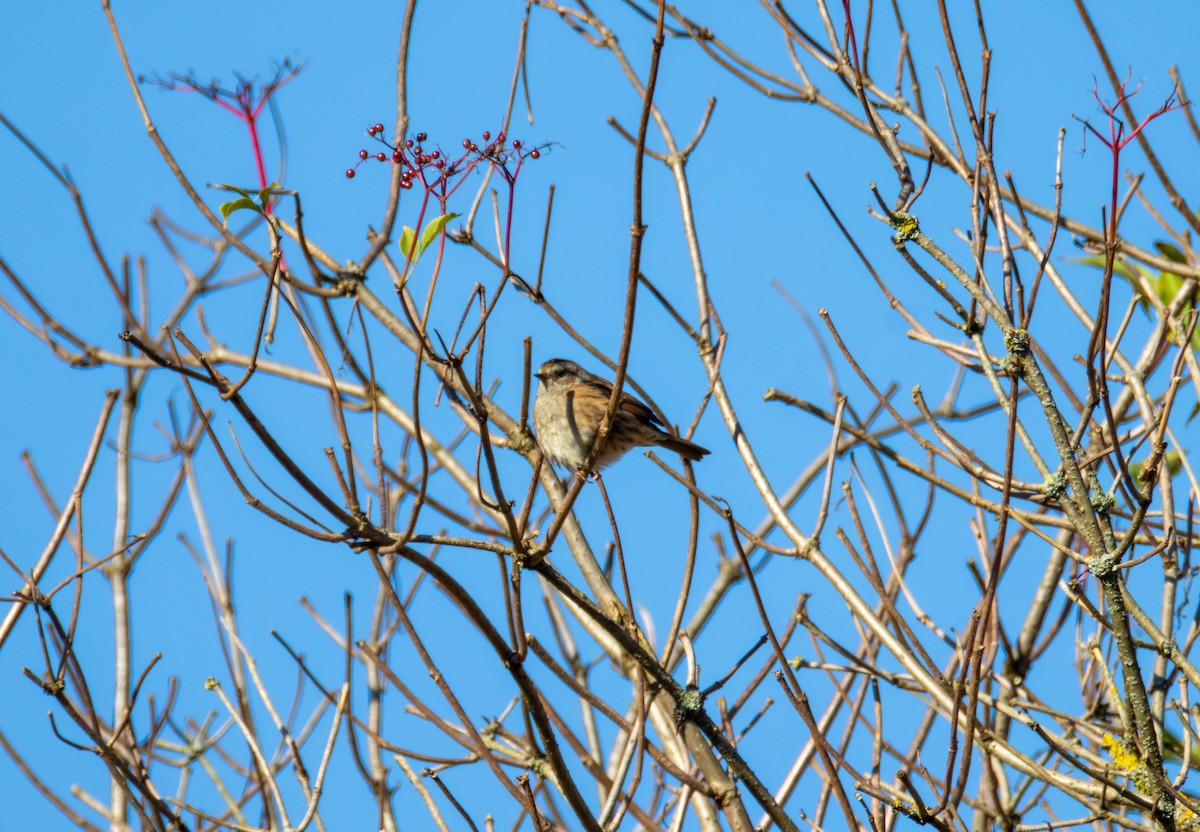 Dunnock - ML642848201