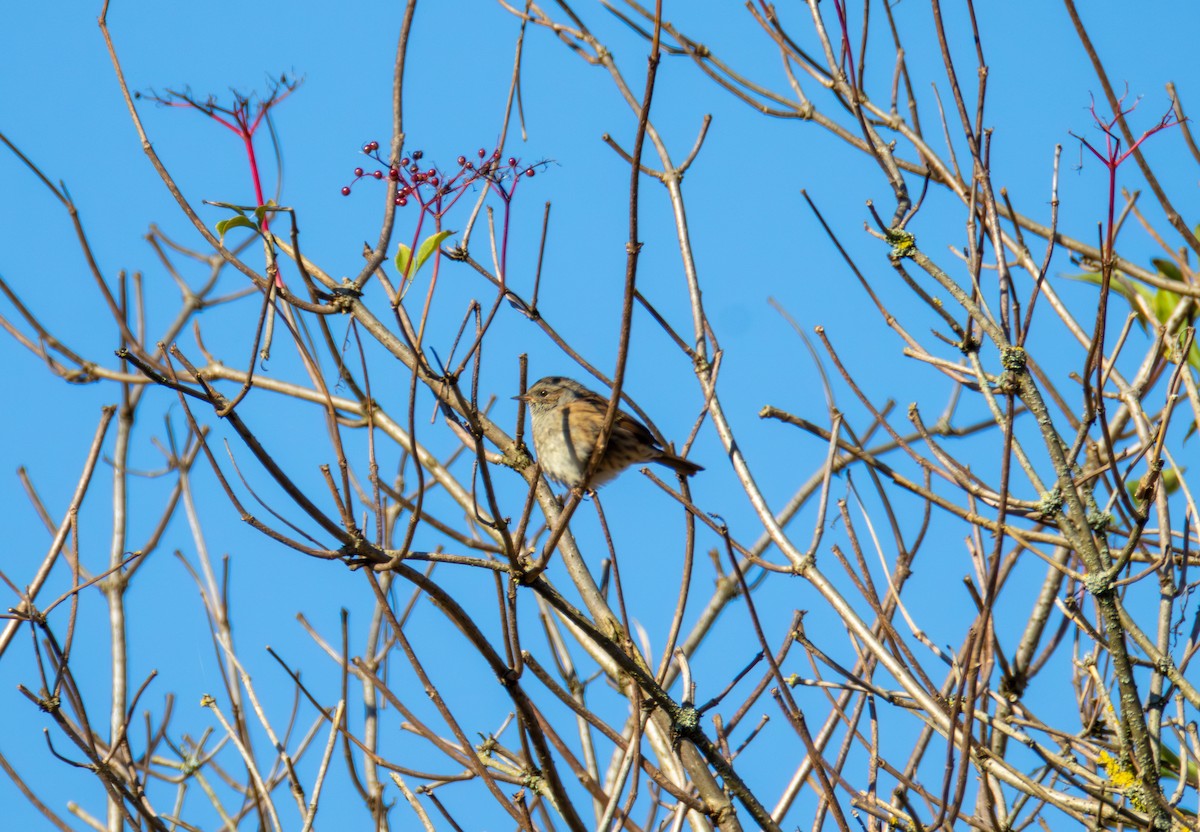 Dunnock - ML642848202