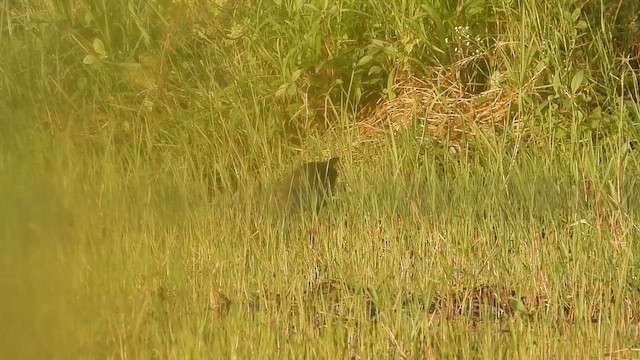 Brown Crake - ML642848203
