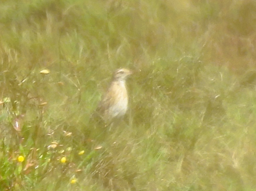 Australian Pipit - ML642848204