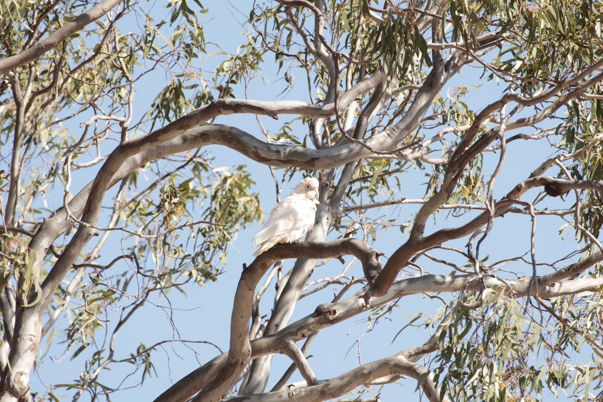 Little Corella - ML642848206