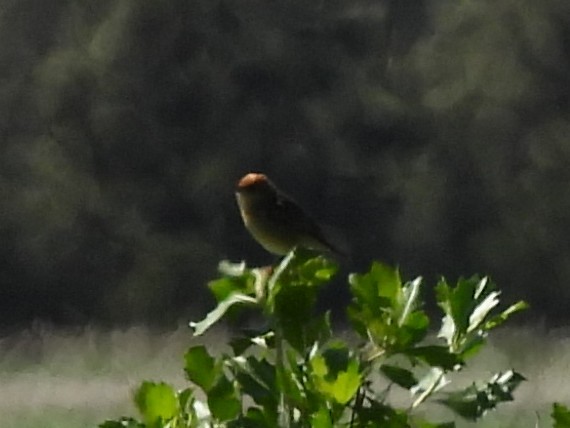 Golden-headed Cisticola - ML642848209
