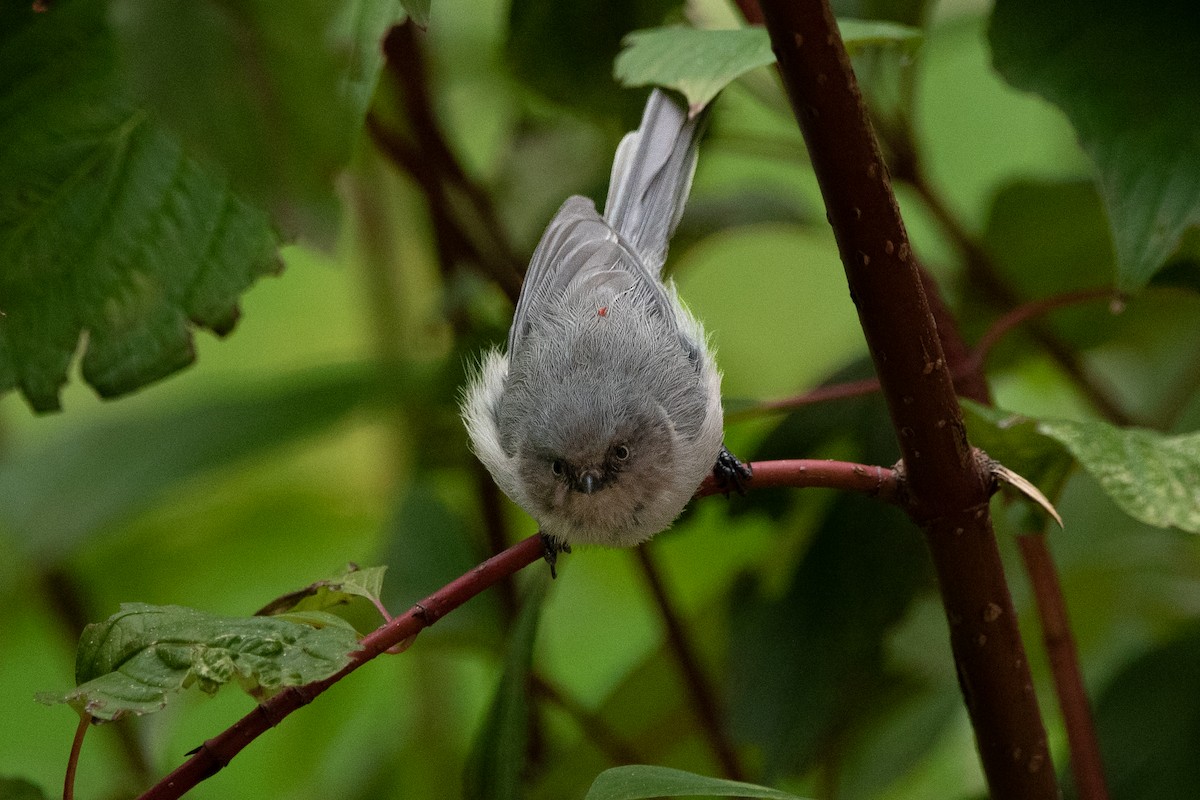 Bushtit - ML642848211
