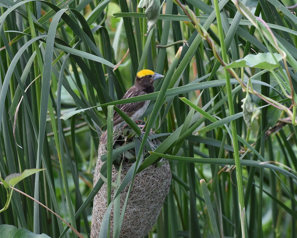 Black-breasted Weaver - ML642848222