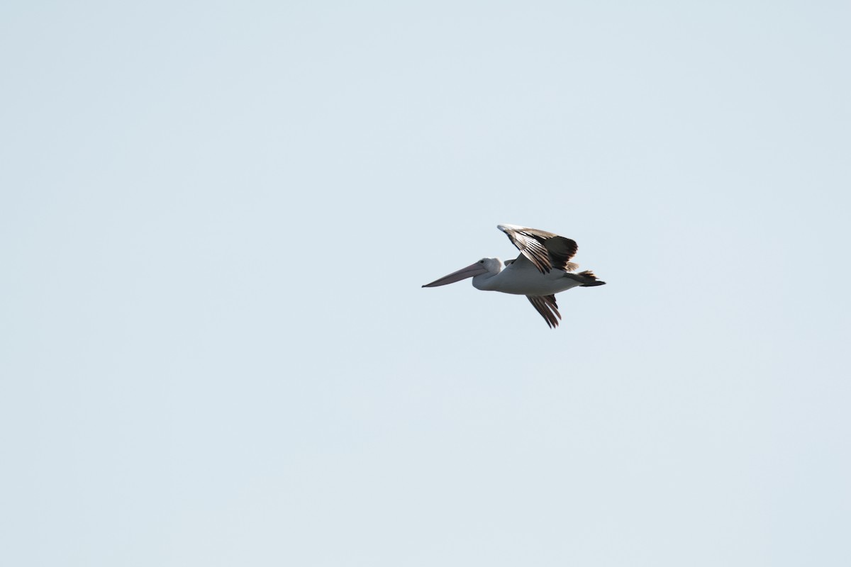 Australian Pelican - ML642848225
