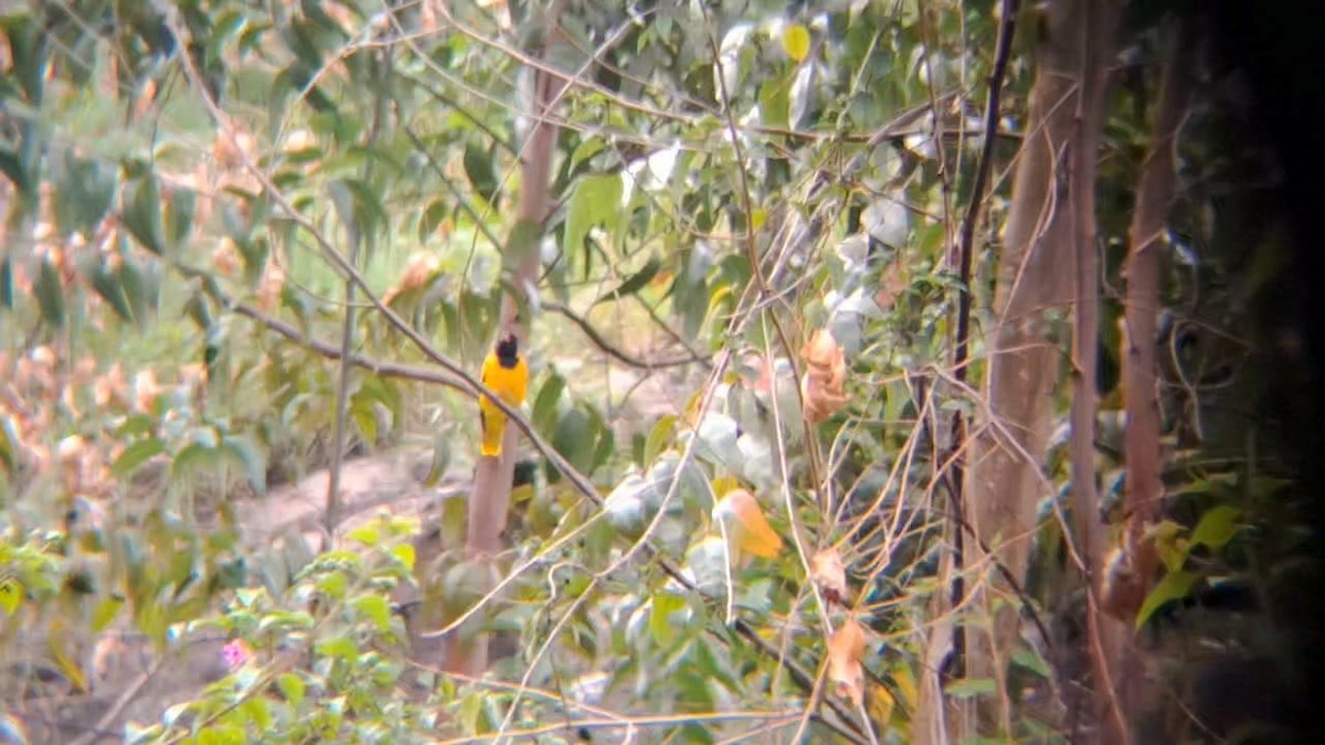Black-hooded Oriole - ML642848232