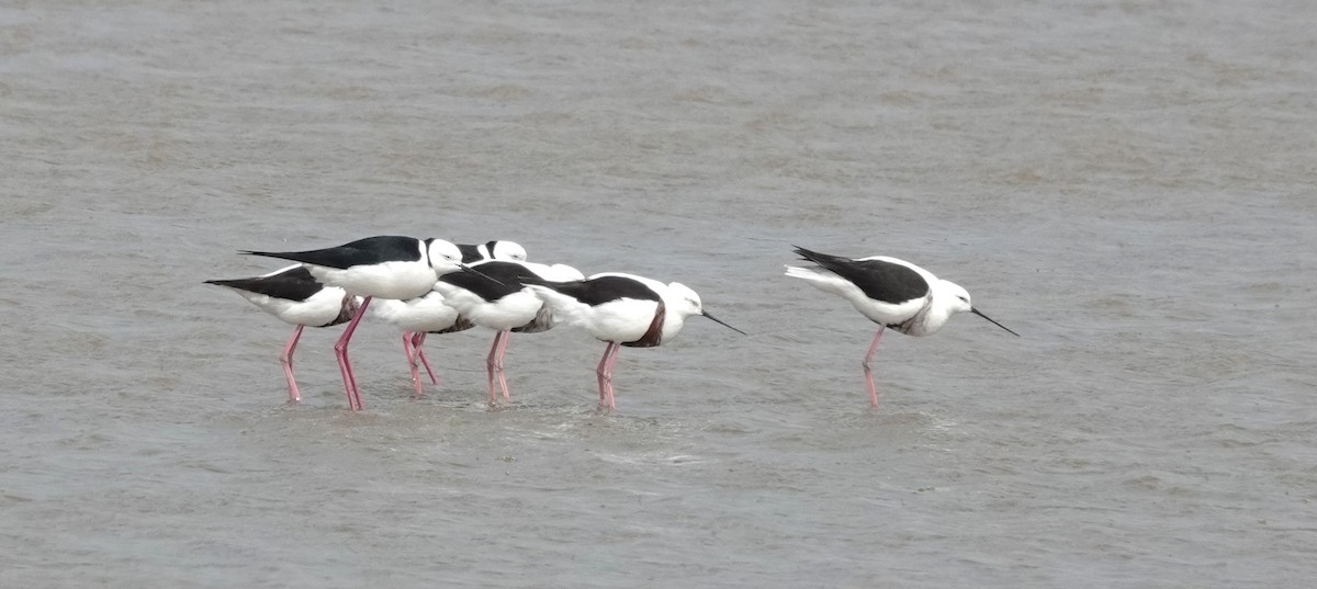 Banded Stilt - ML642848250