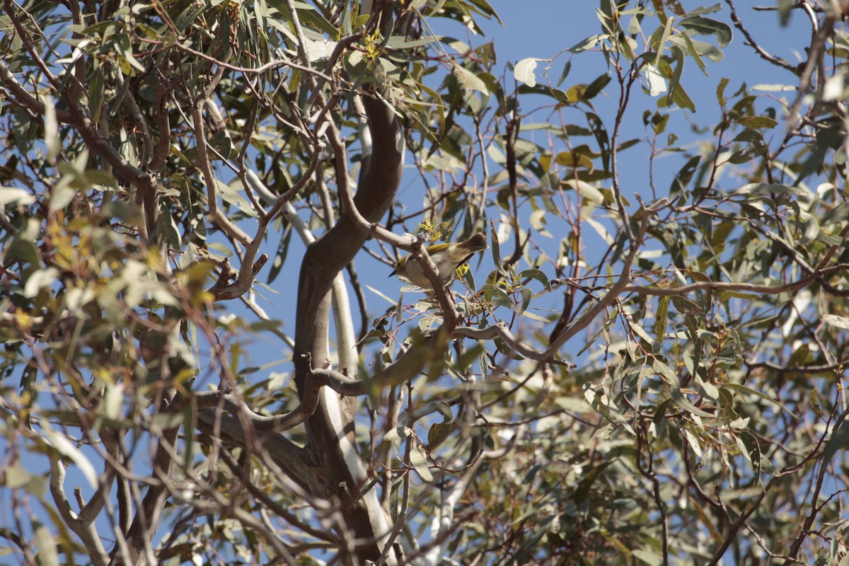 White-plumed Honeyeater - ML642848253
