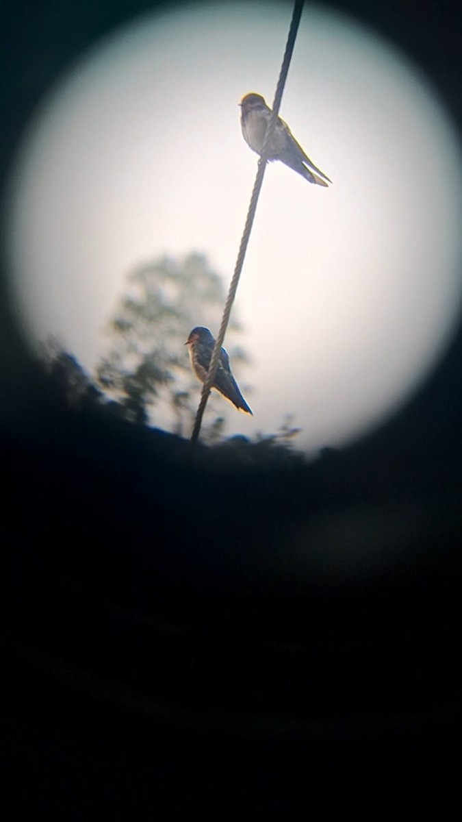 Hill Swallow - ML642848258