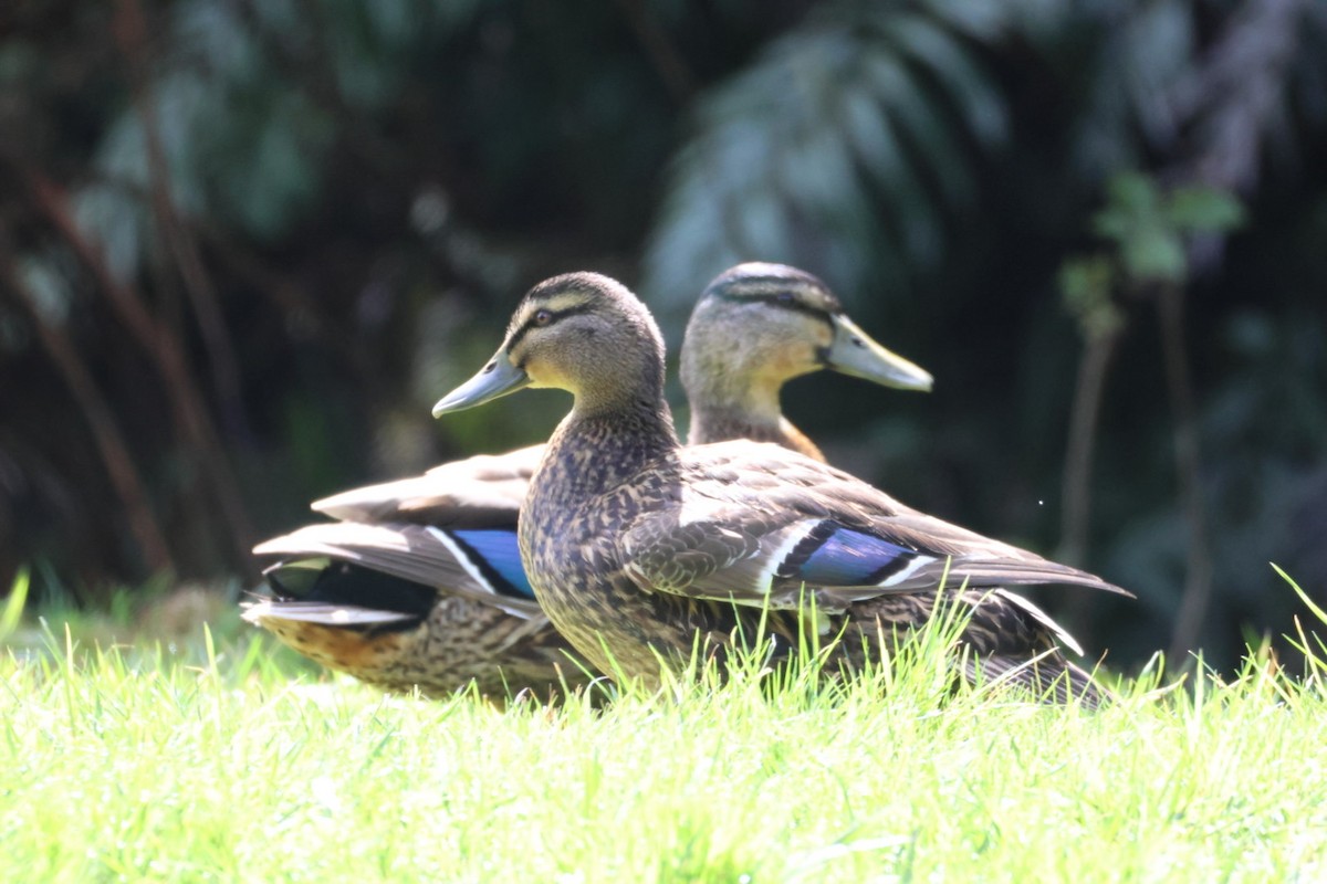 Pacific Black Duck - ML642848259