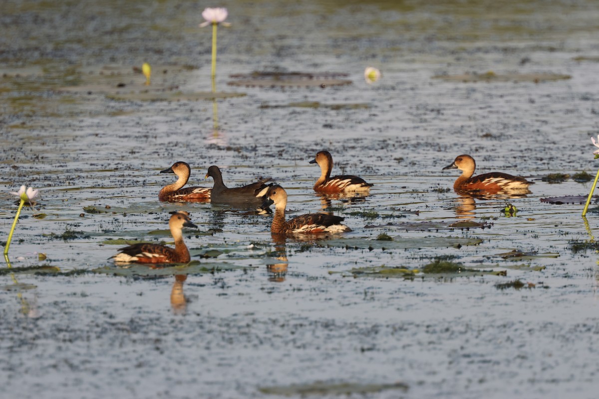 Wandering Whistling-Duck - ML642848260