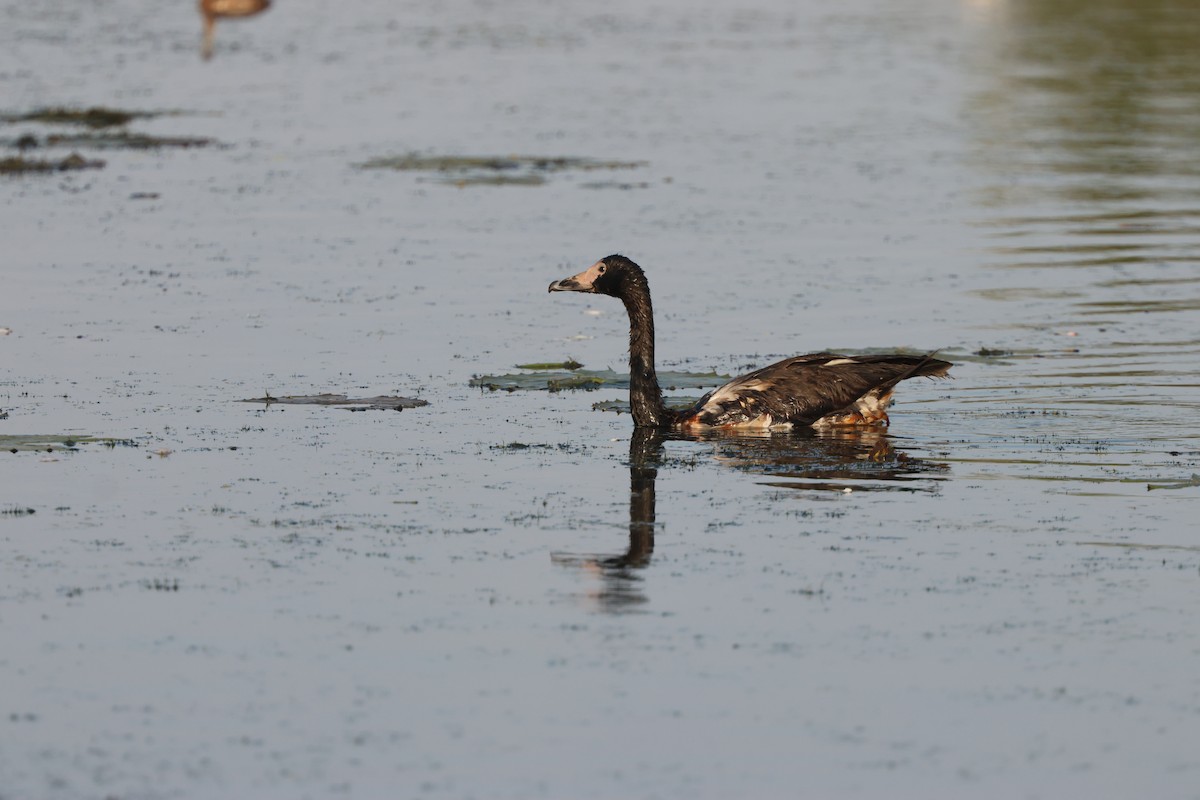 Magpie Goose - ML642848262