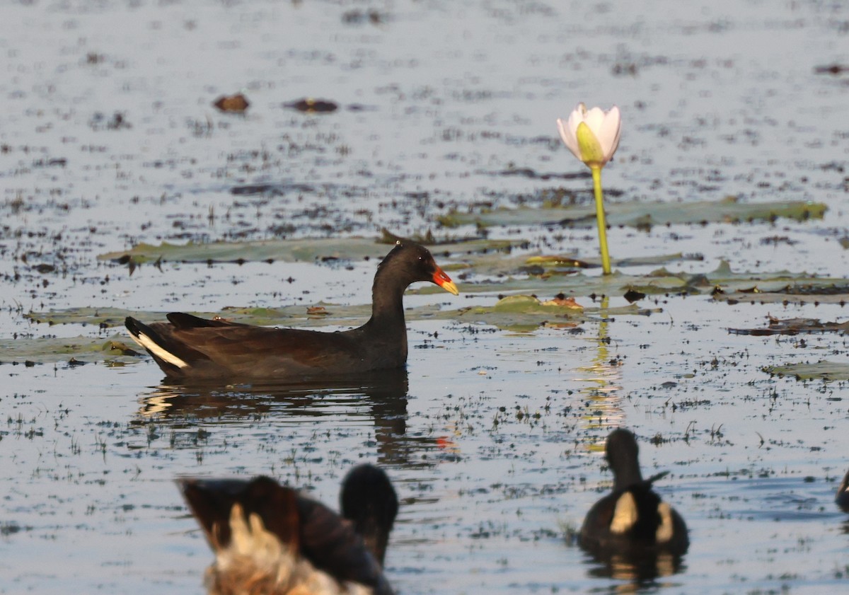 Dusky Moorhen - ML642848271