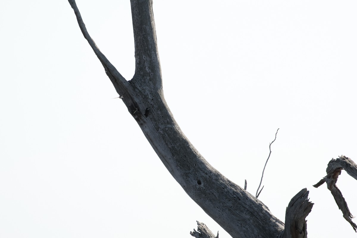 Tree Martin - ML642848273
