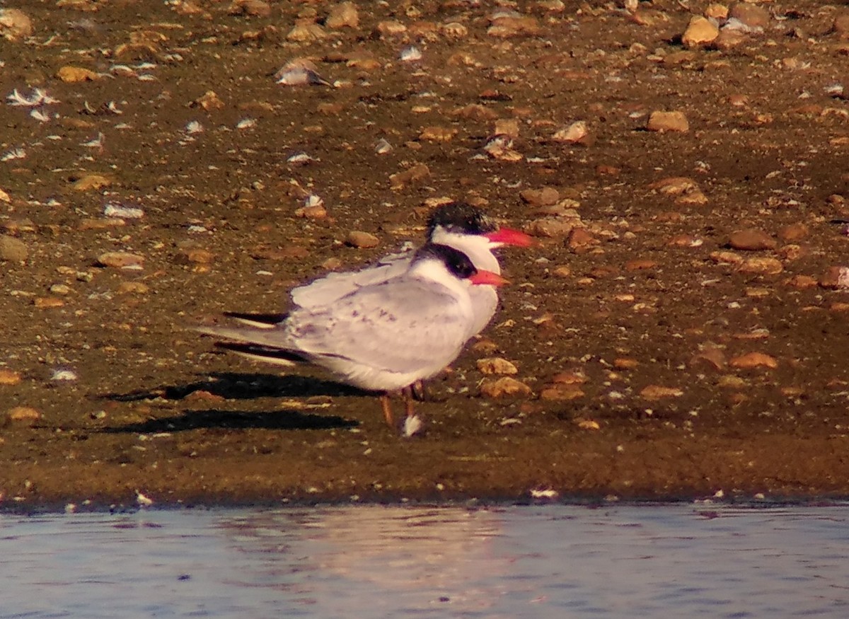 Caspian Tern - ML642848276