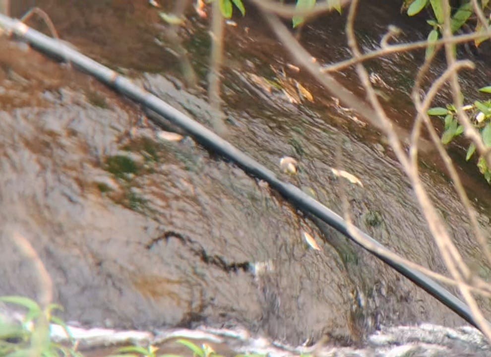 Gray Wagtail - ML642848285