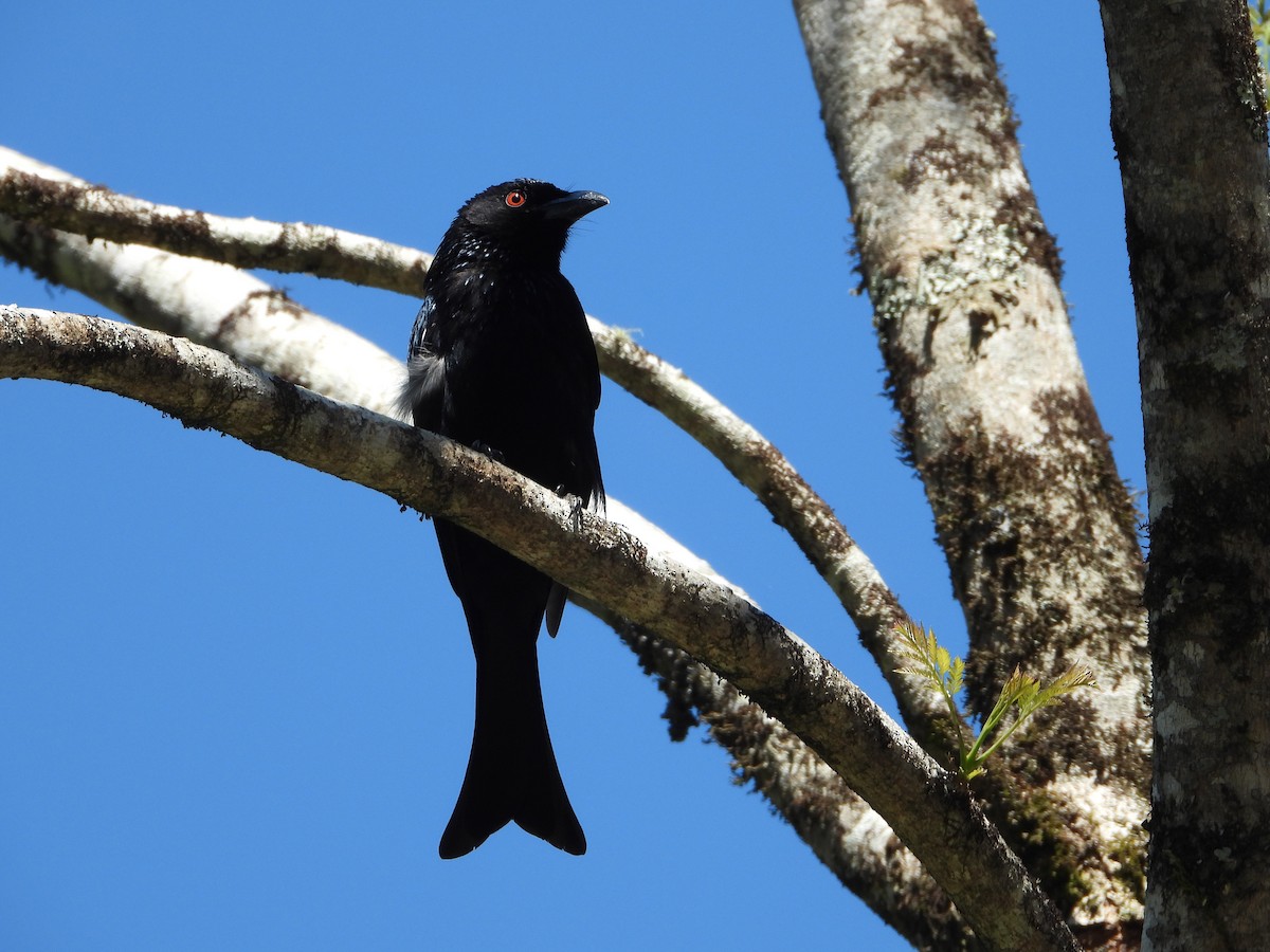 Spangled Drongo - ML642848286