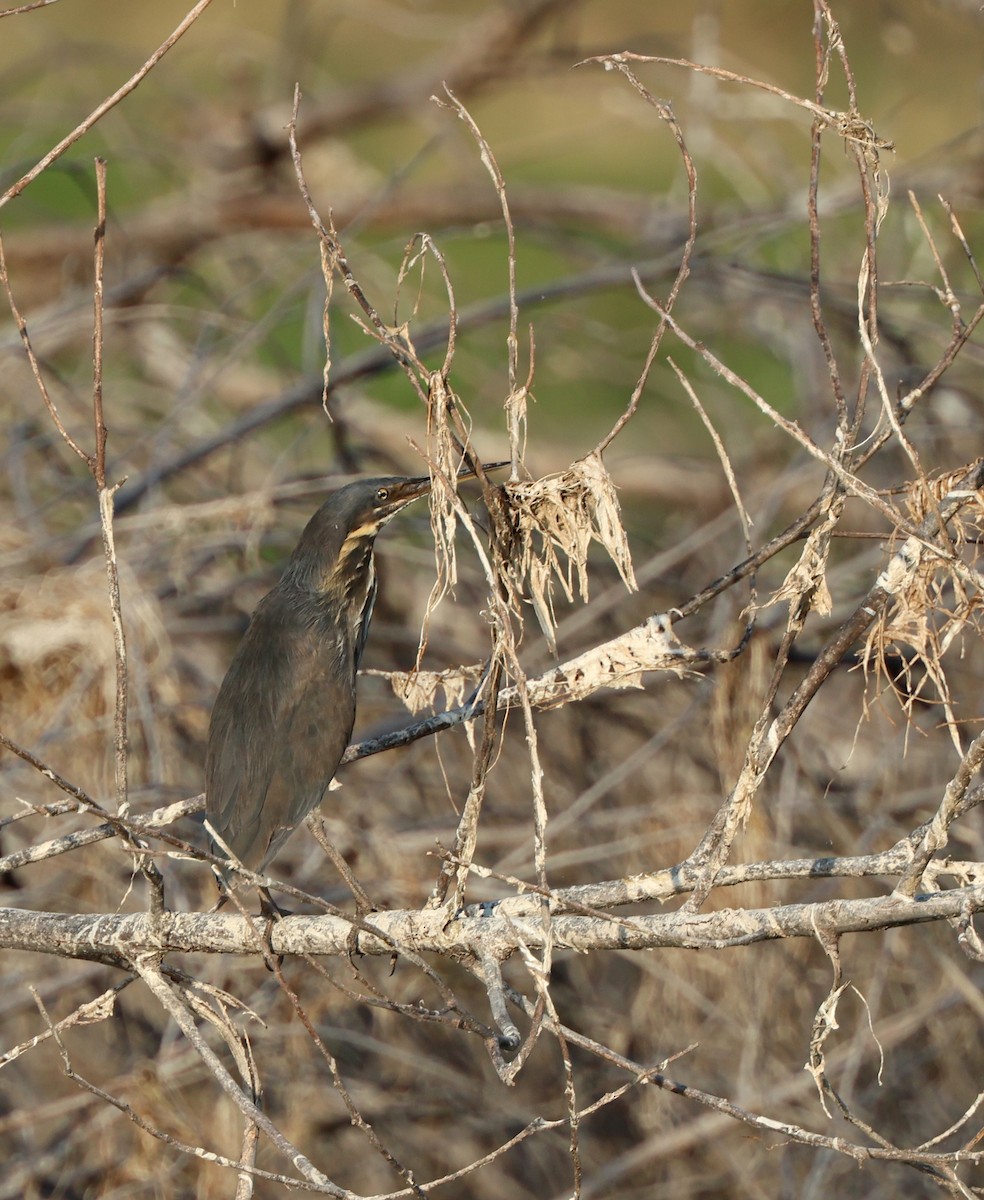 Black Bittern - ML642848287