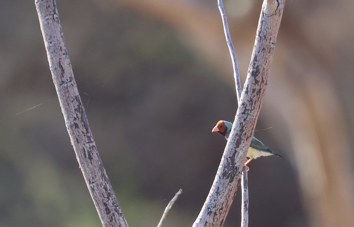 Gouldian Finch - ML642848288