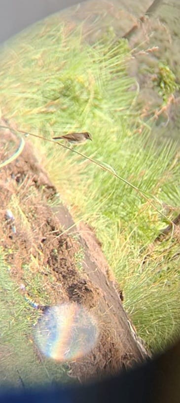 pipit sp. - ML642848302