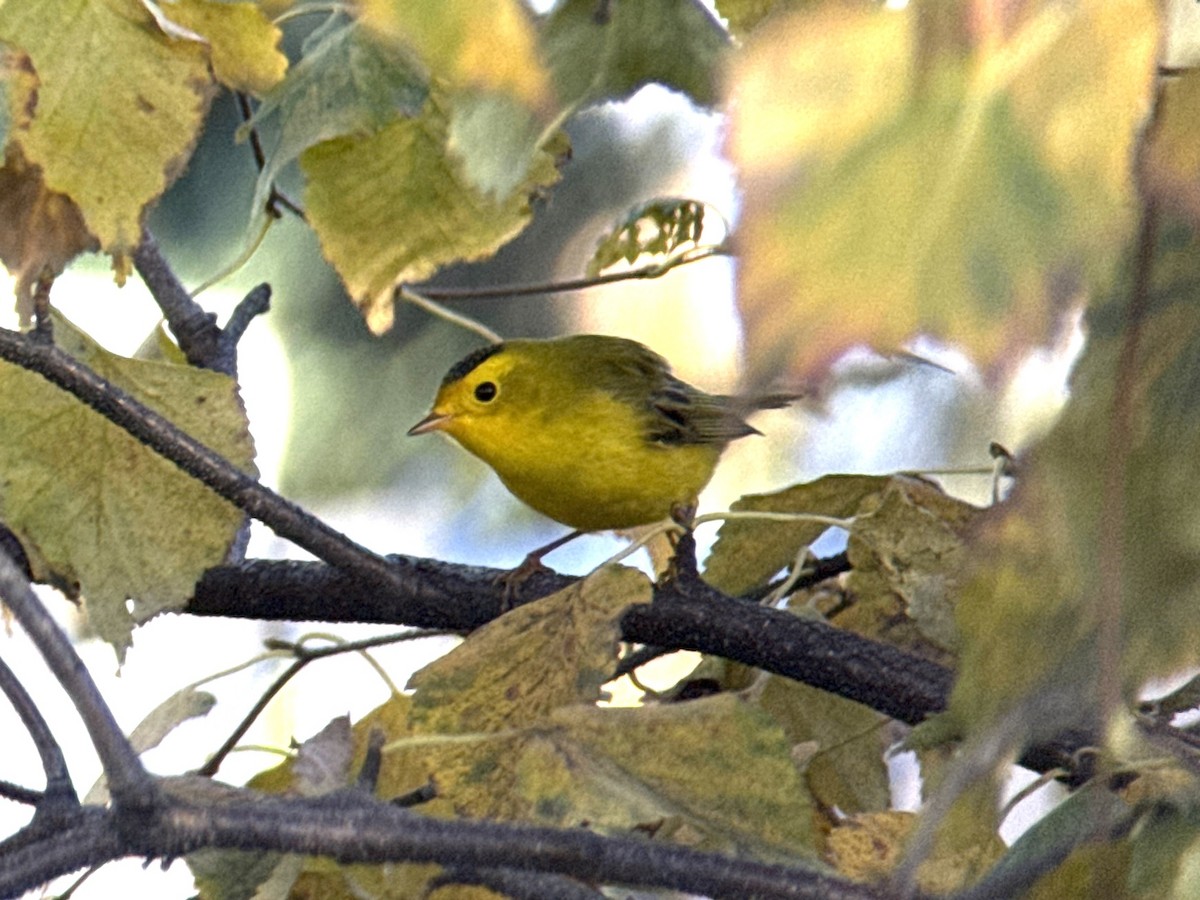 Wilson's Warbler - ML642848312