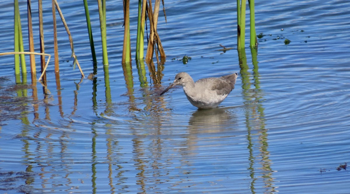 Willet - ML642848324