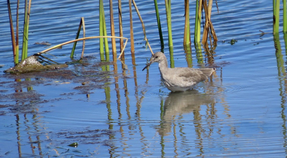 Willet - ML642848330