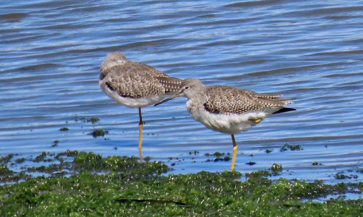 Greater Yellowlegs - ML642848331