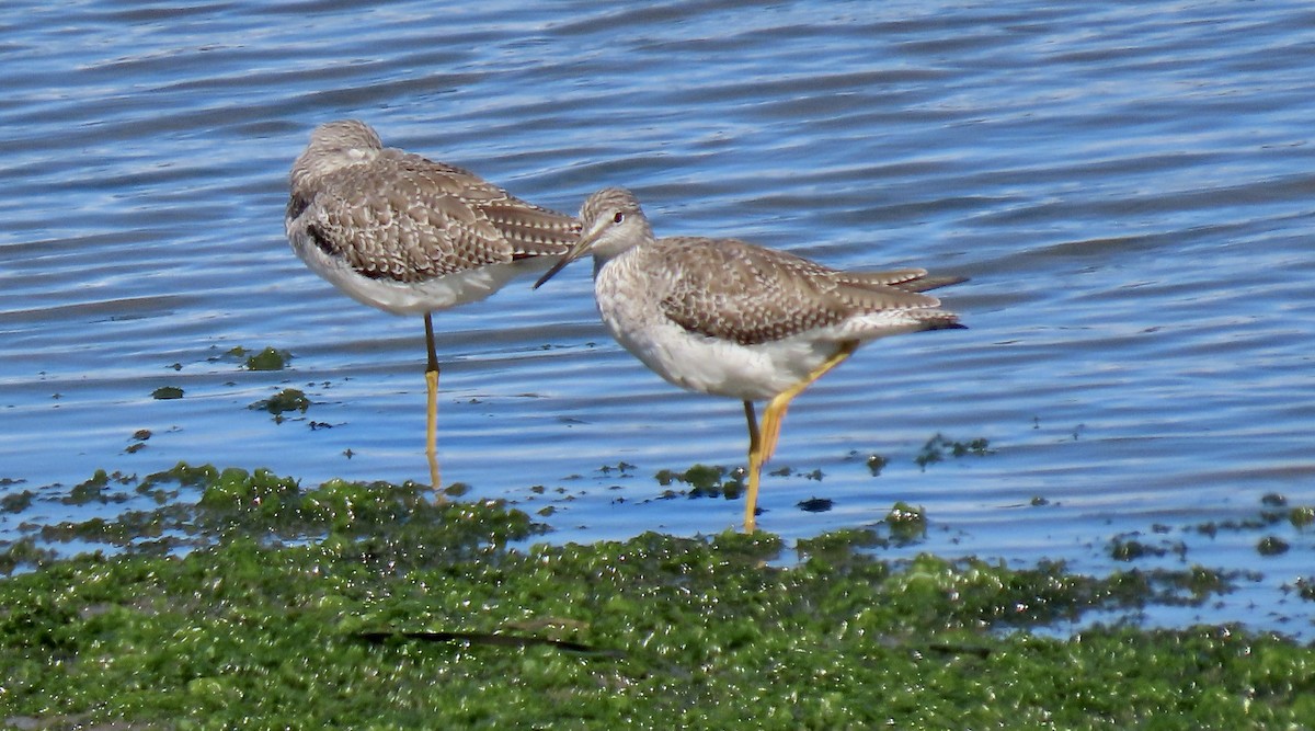 Greater Yellowlegs - ML642848333