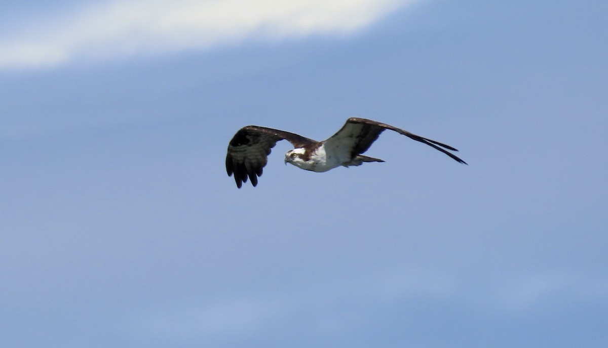 魚鷹 - ML642848335