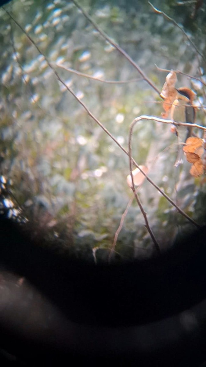 bee-eater sp. - ML642848337