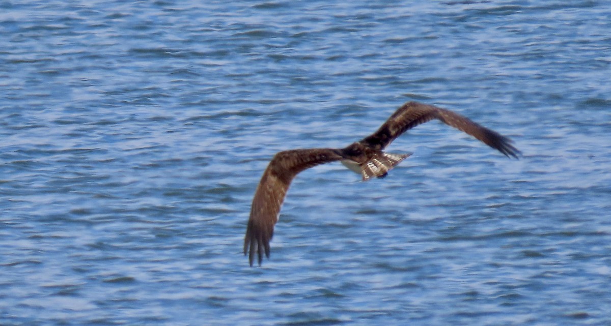 Osprey - ML642848345