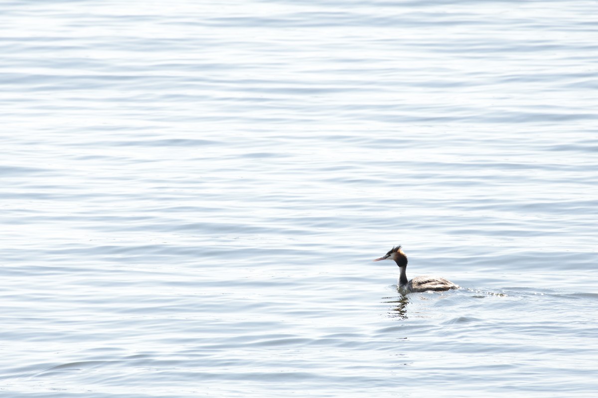 Great Crested Grebe - ML642848346