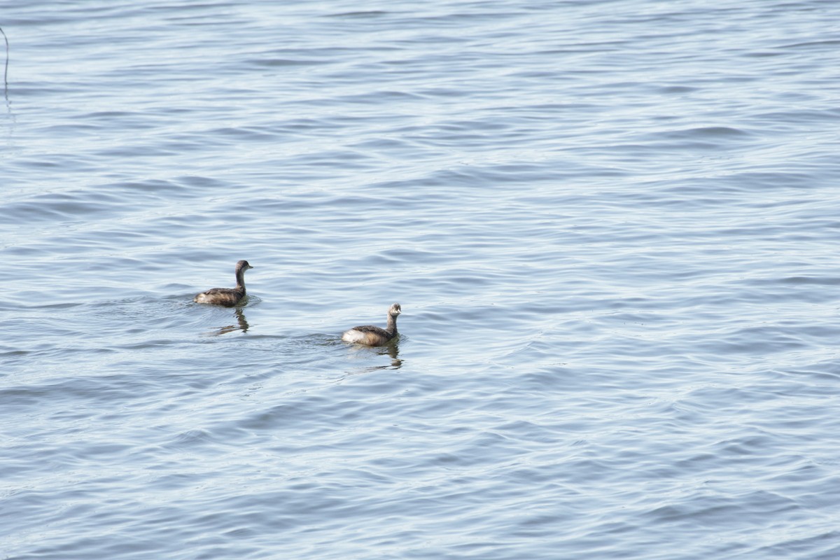 Australasian Grebe - ML642848347