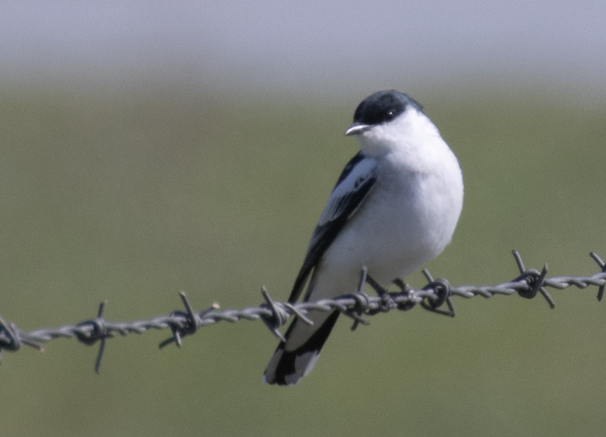White-winged Triller - ML642848348