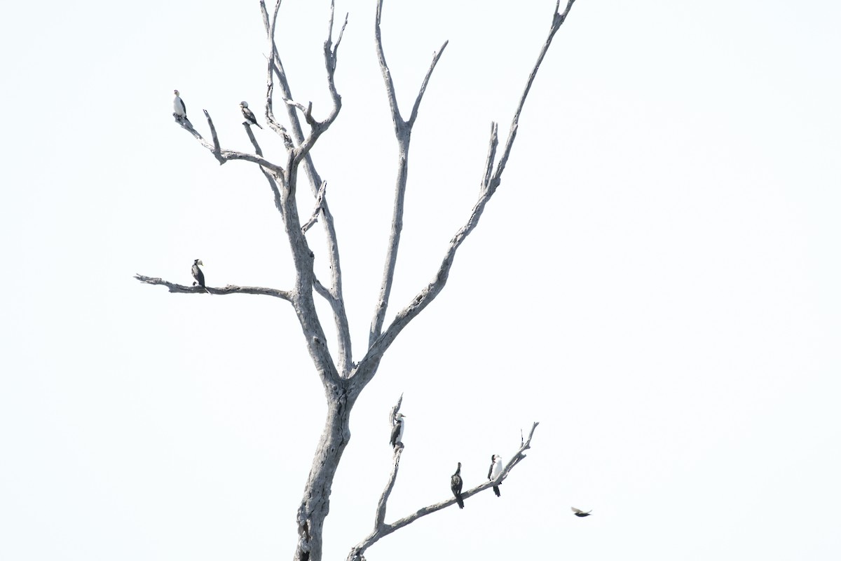Little Pied Cormorant - ML642848351