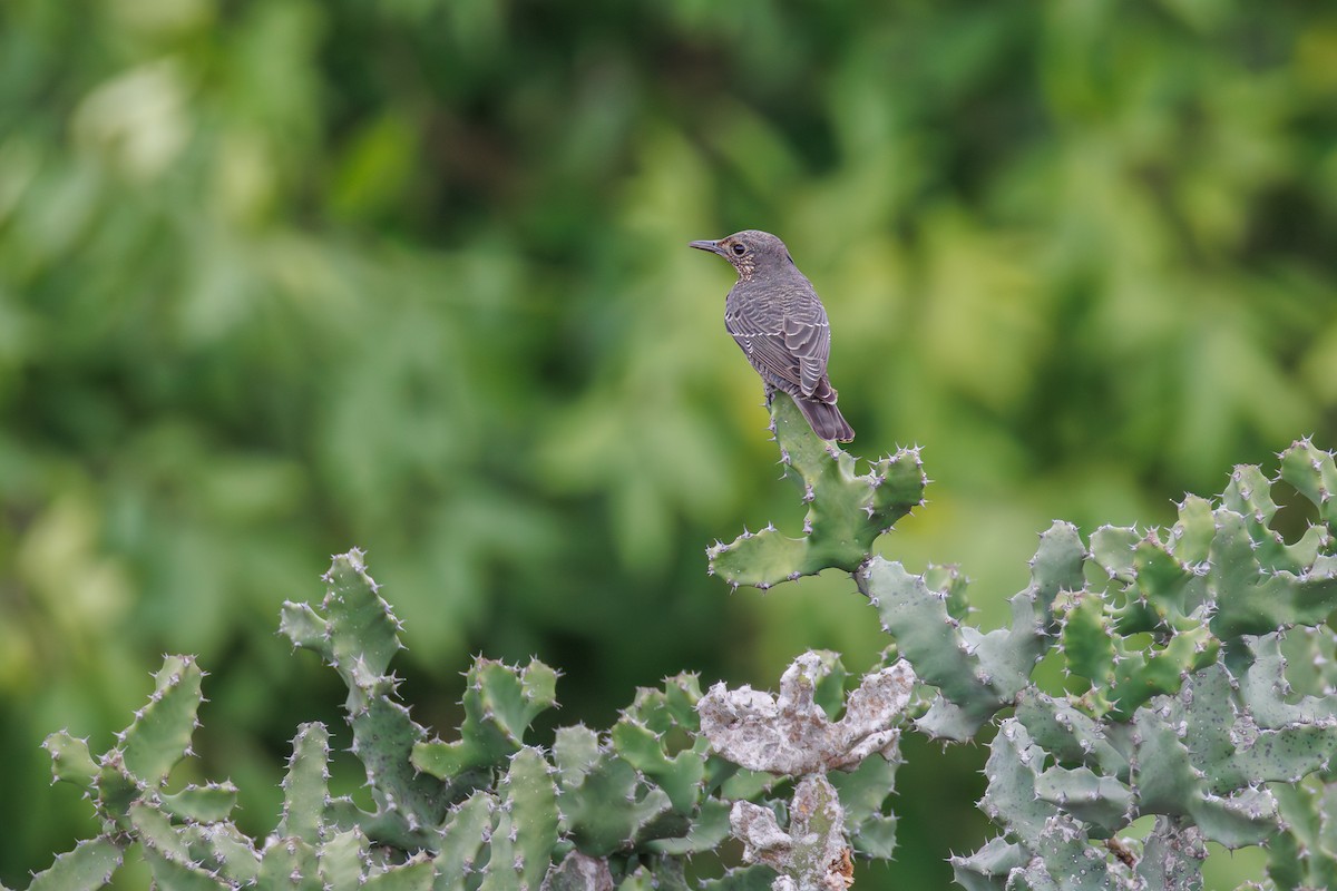 Blue Rock-Thrush - ML642848352