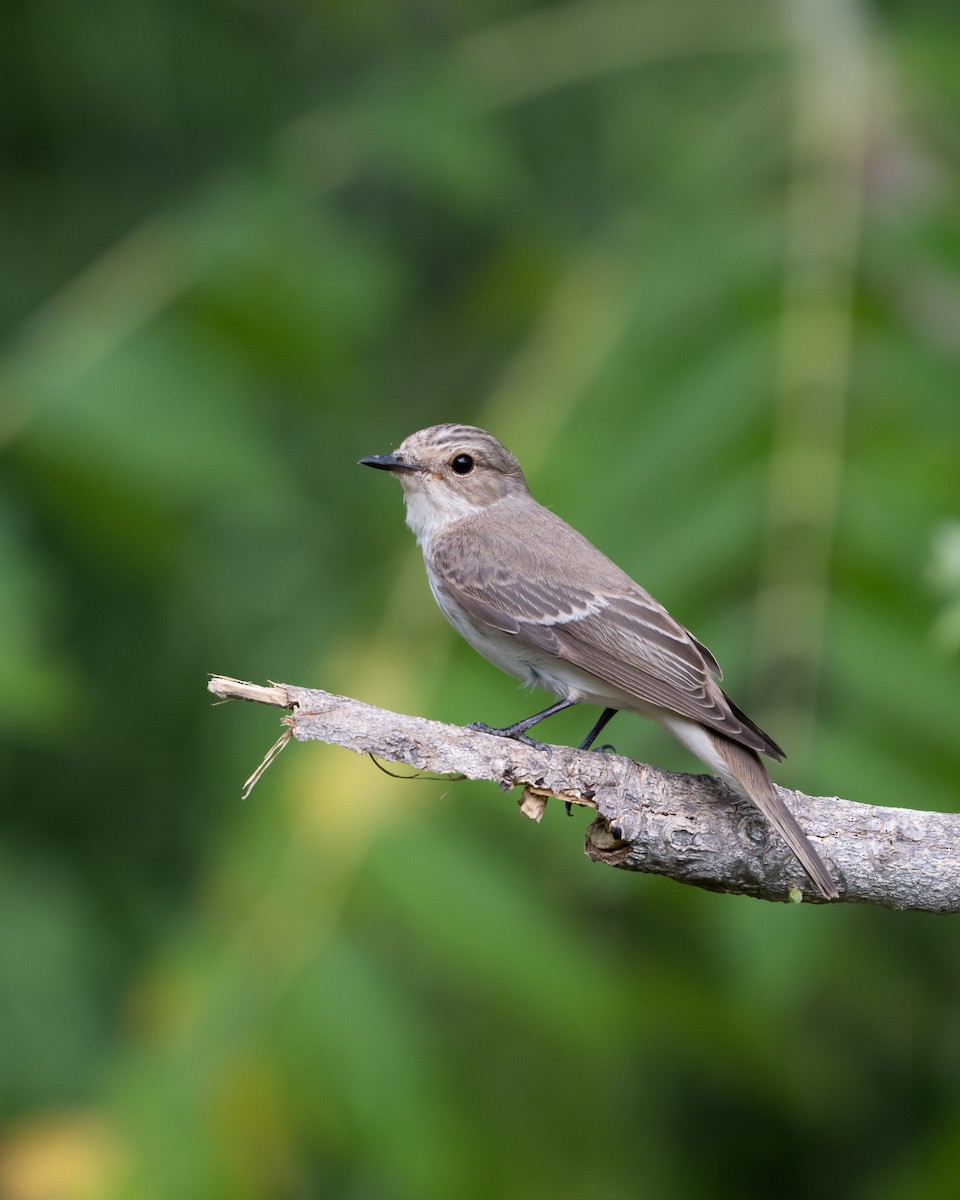 Spotted Flycatcher - ML642848353