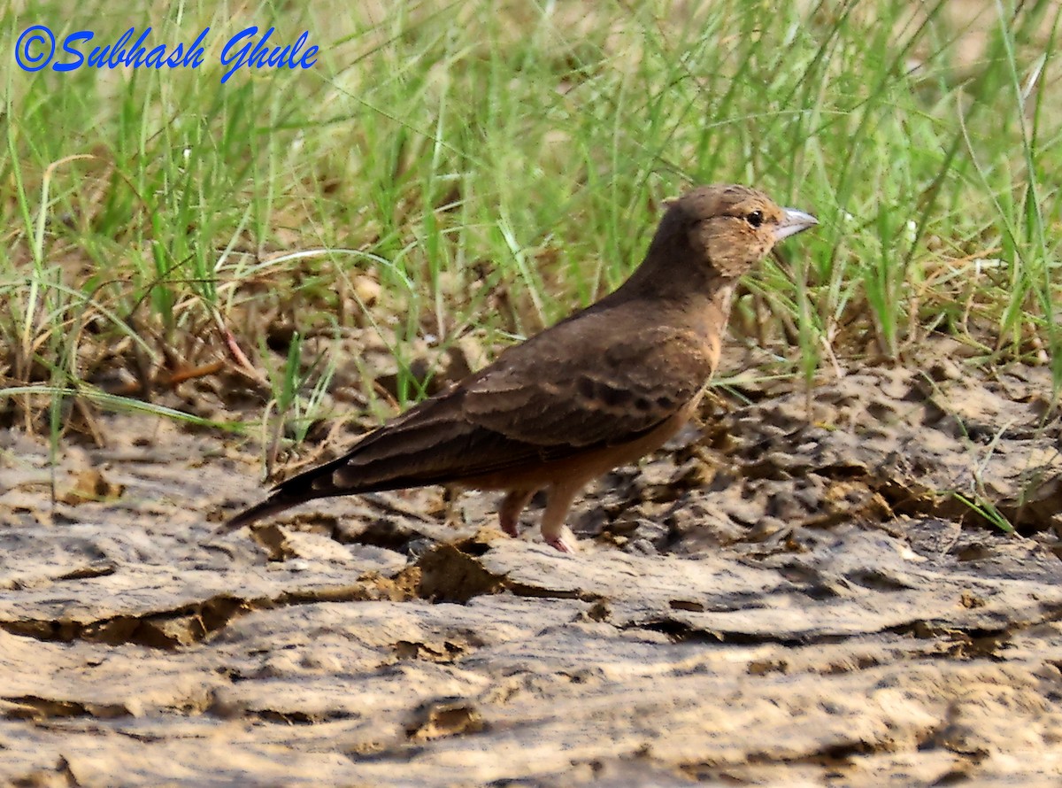 Rufous-tailed Lark - ML642848354
